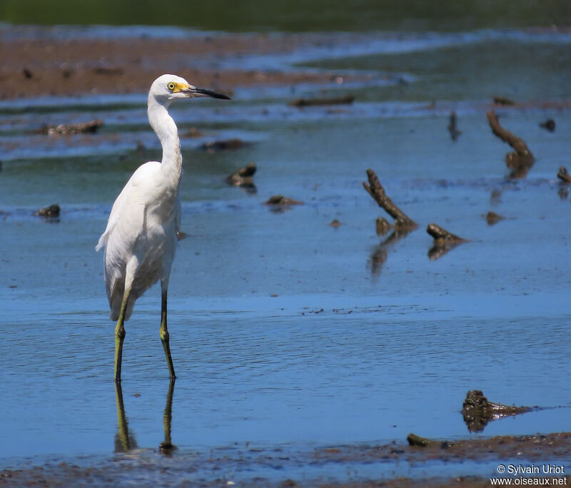 Aigrette neigeuseadulte