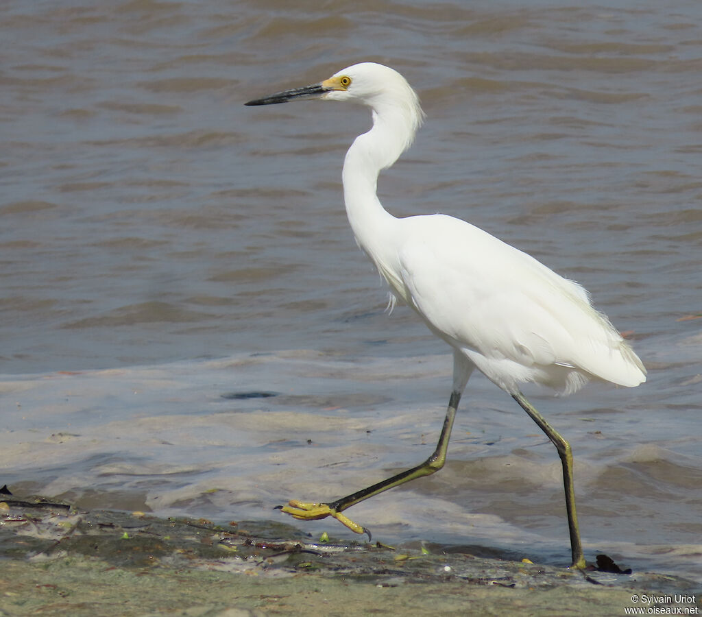 Aigrette neigeuse
