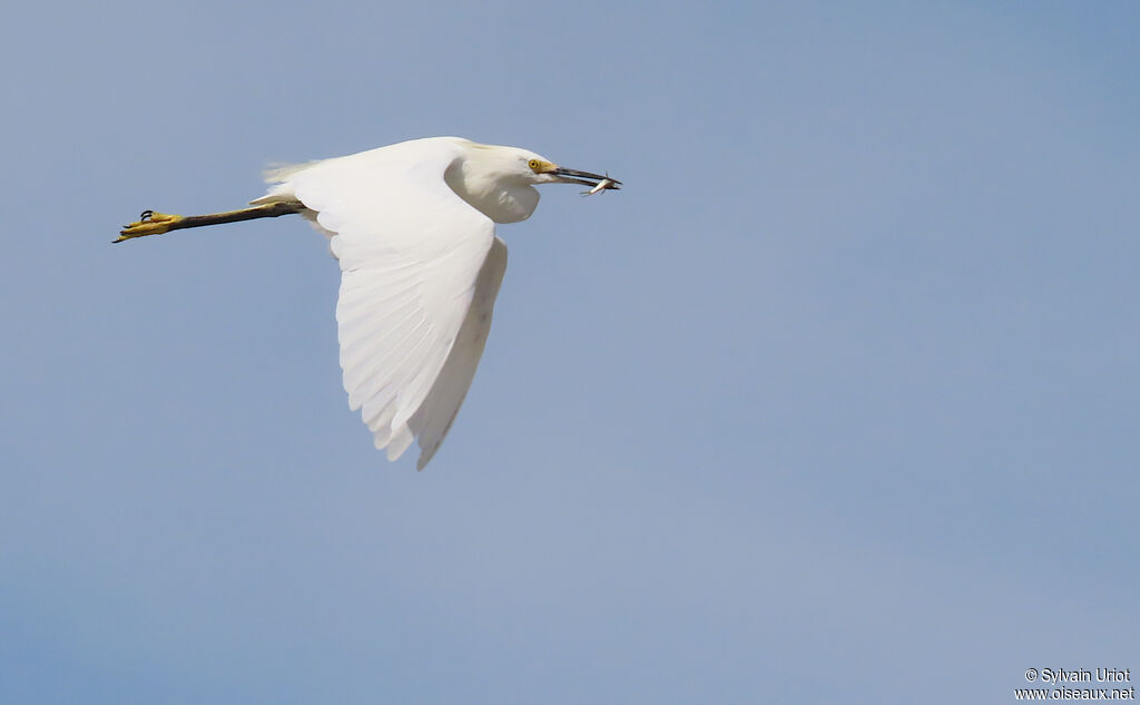 Aigrette neigeuse