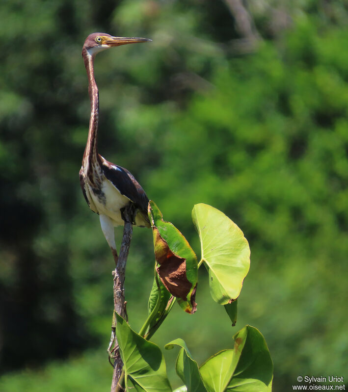 Tricolored Heronimmature