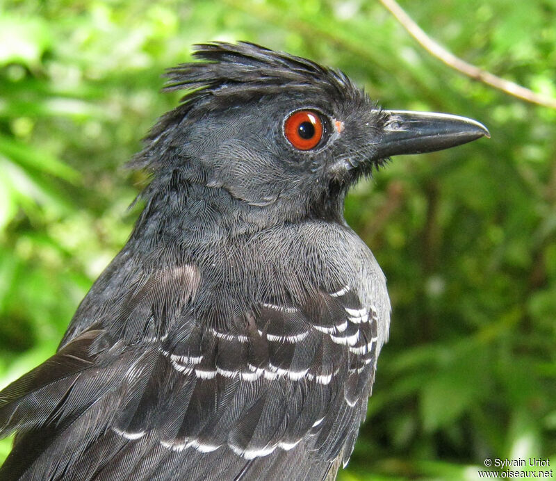 Black-headed Antbird male adult