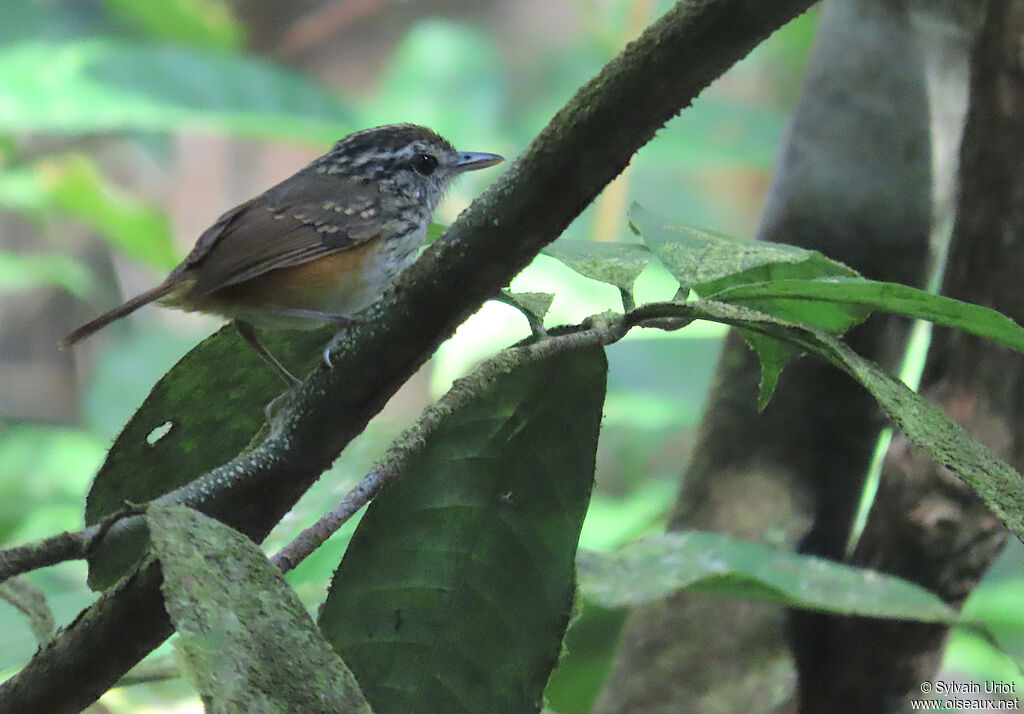 Guianan Warbling Antbird