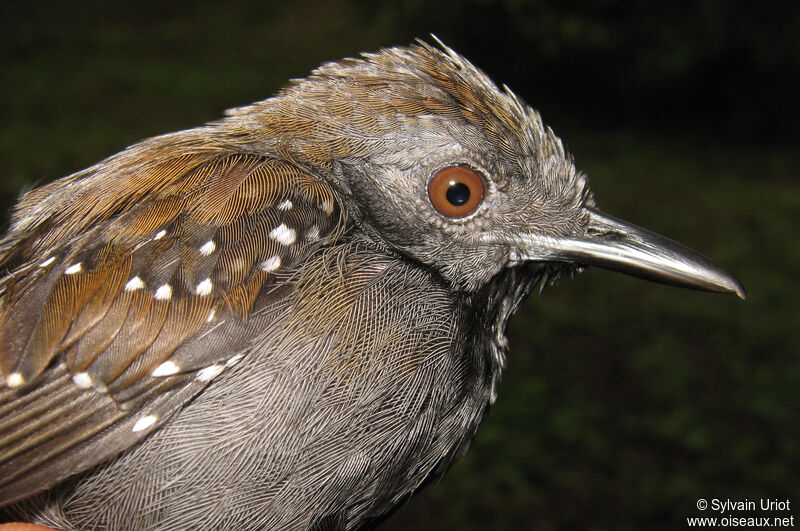 Black-throated Antbird male adult