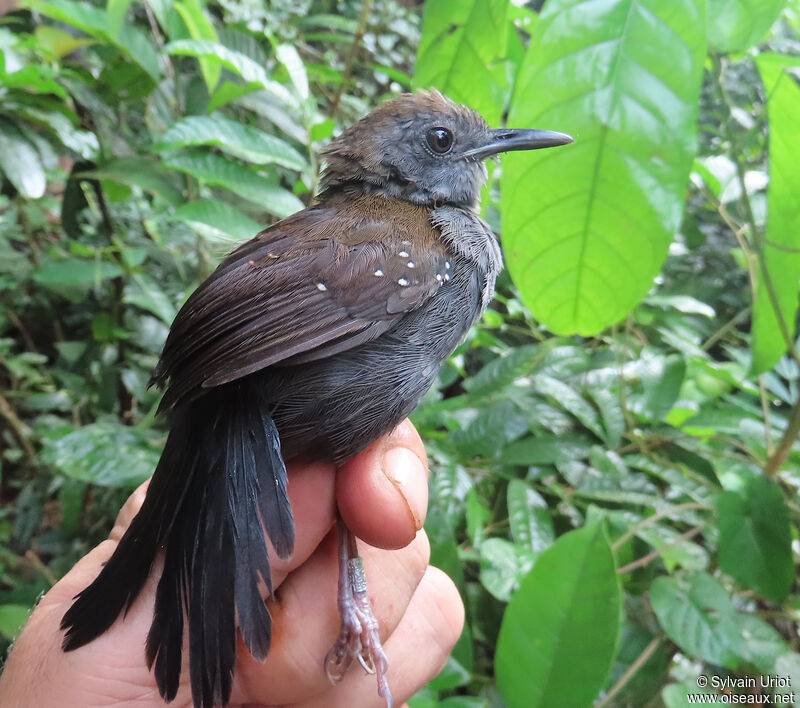 Black-throated Antbird male adult