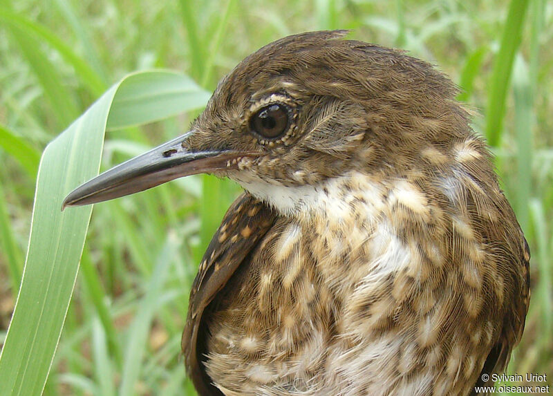 Silvered Antbird female adult