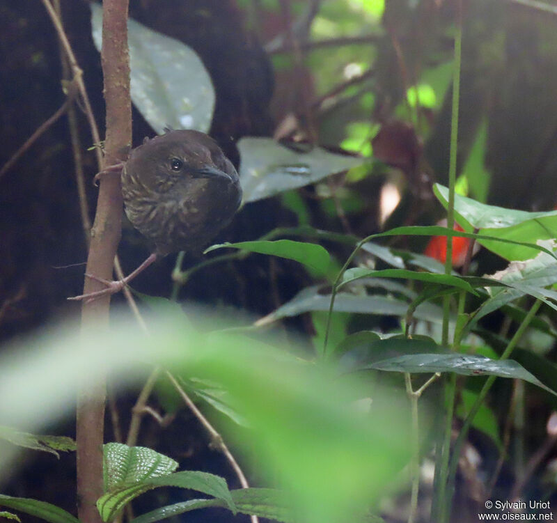 Silvered Antbird female adult