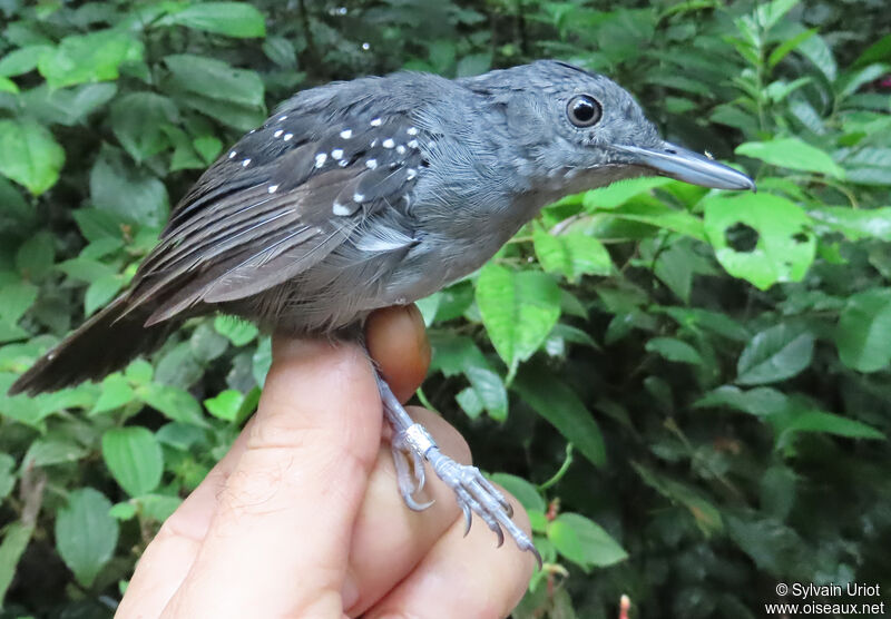 Spot-winged Antbird male adult