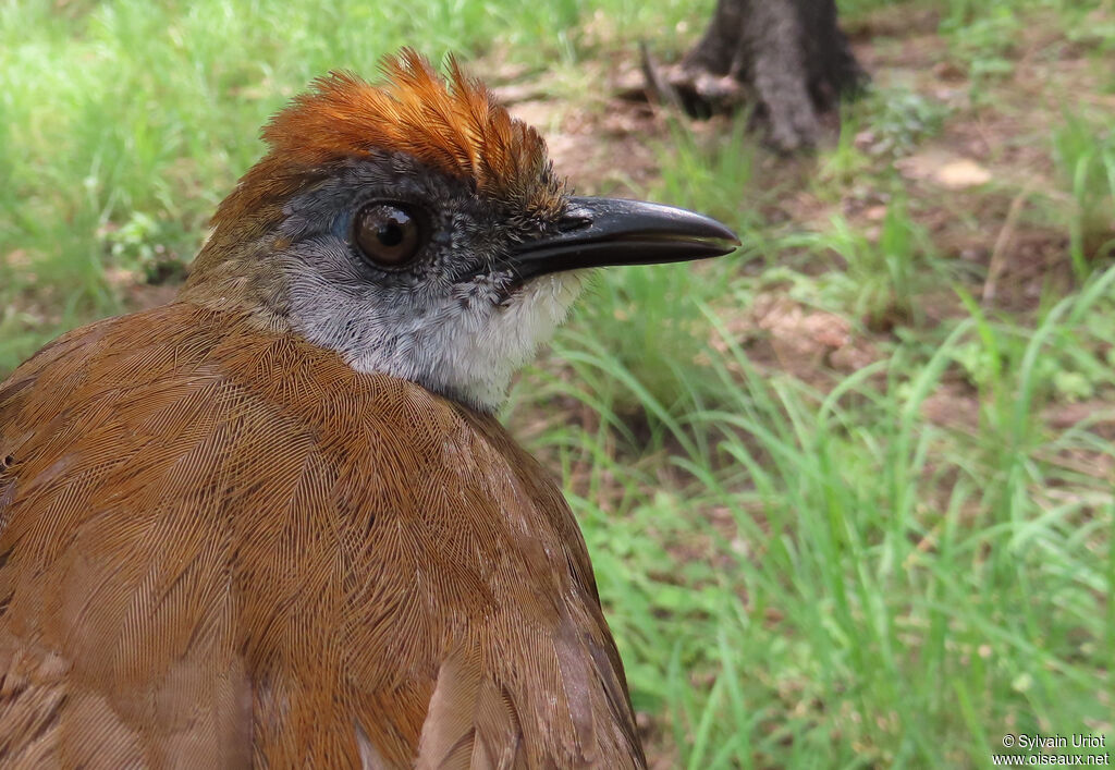 White-tailed Aletheadult