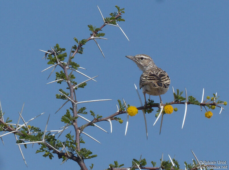 Sabota Lark