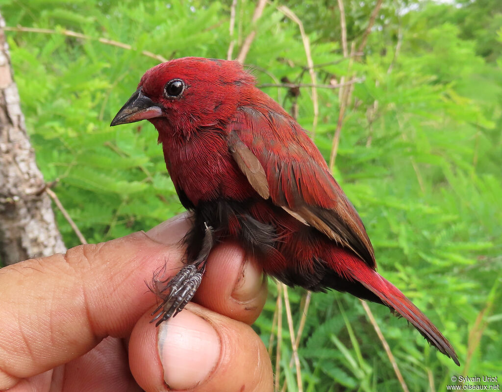 Black-bellied Firefinch male adult