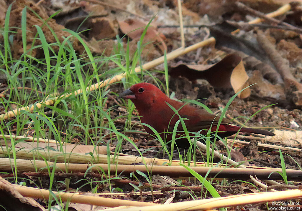 Black-bellied Firefinch male adult