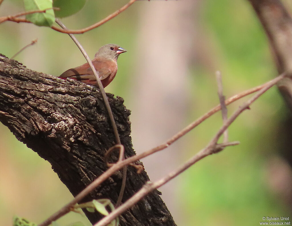 Black-bellied Firefinch female adult