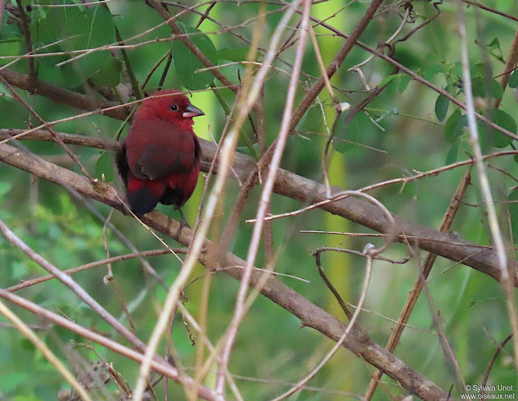 Black-bellied Firefinch male adult