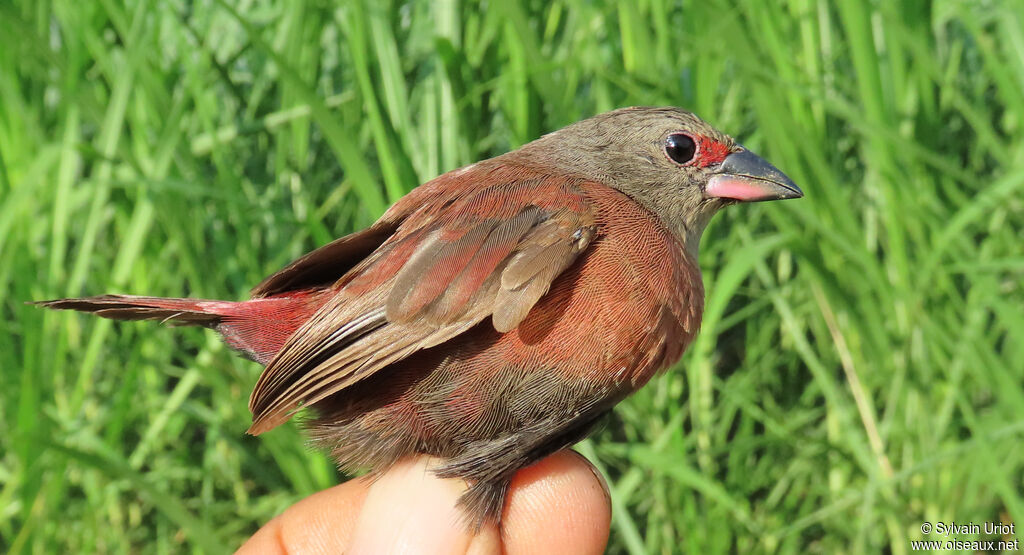 Black-bellied Firefinch female adult