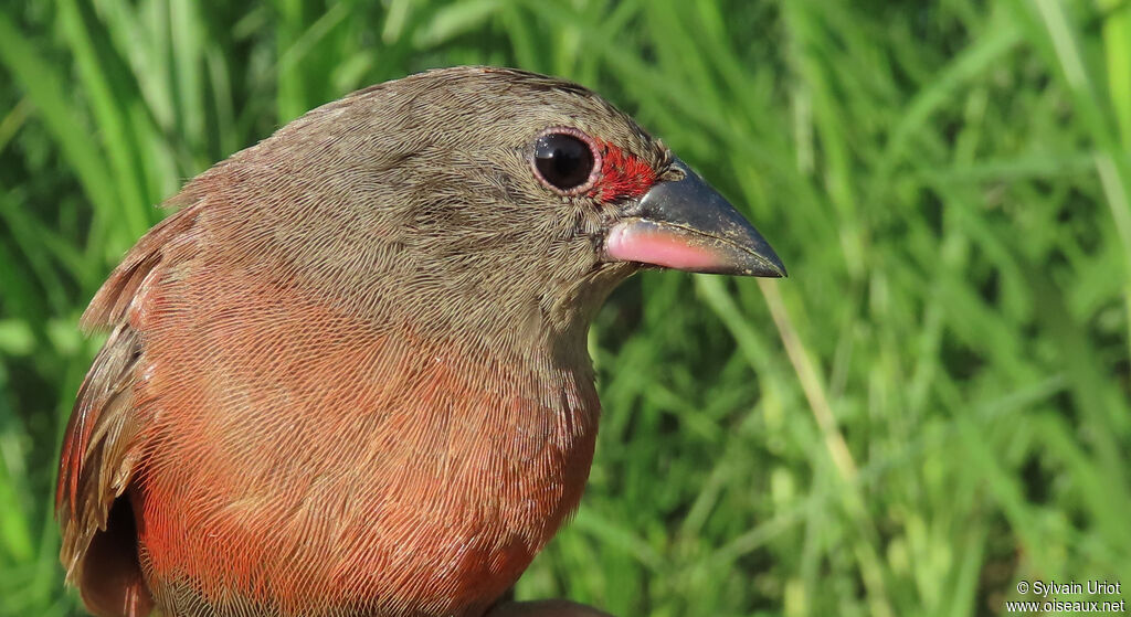 Black-bellied Firefinch female adult