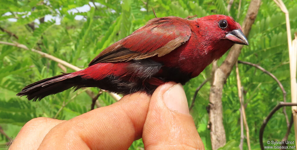 Black-bellied Firefinch male First year