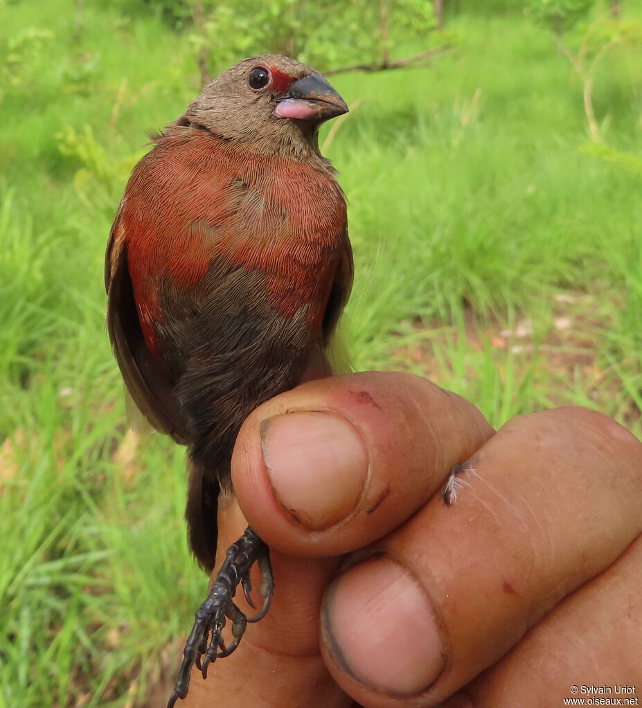 Black-bellied Firefinch female immature