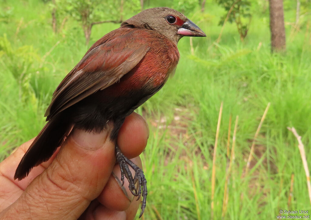 Black-bellied Firefinch female immature