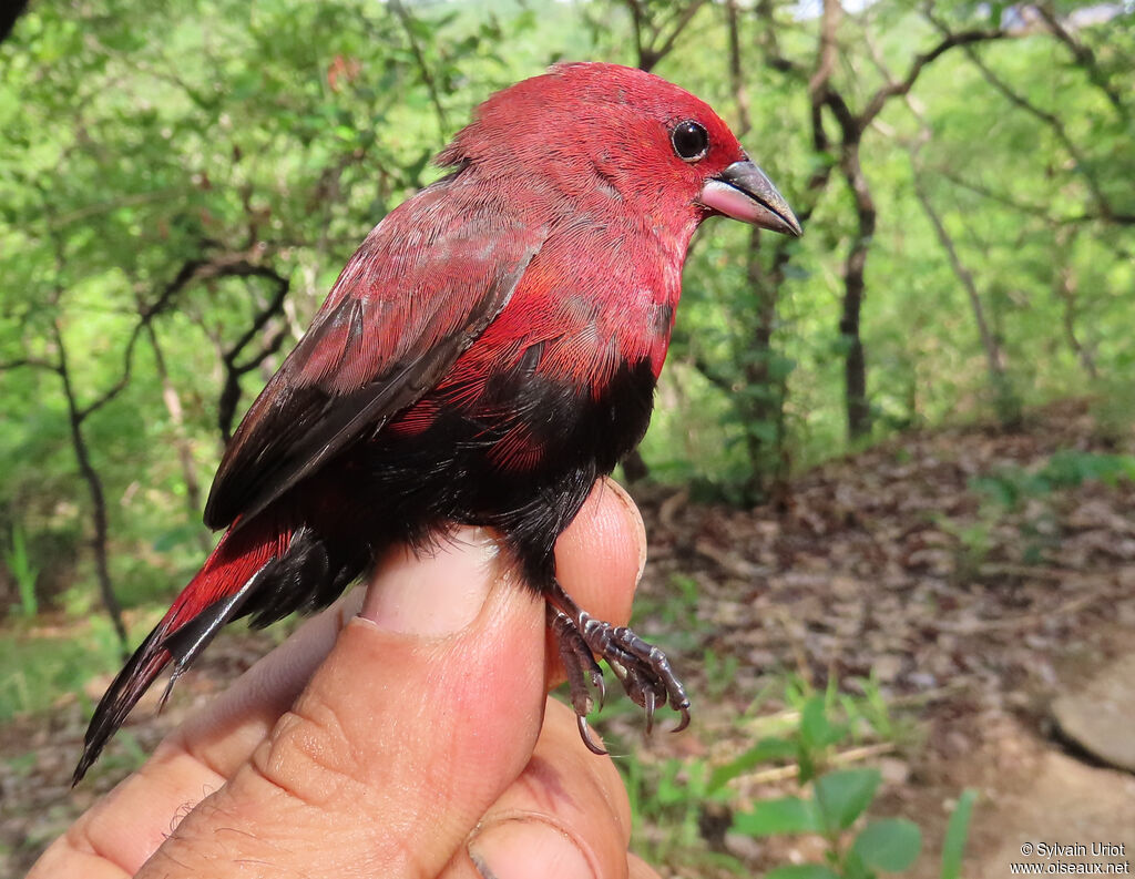 Black-bellied Firefinch male adult