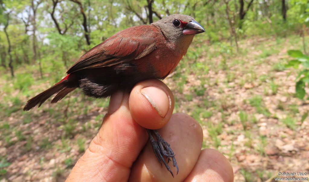 Black-bellied Firefinch female adult