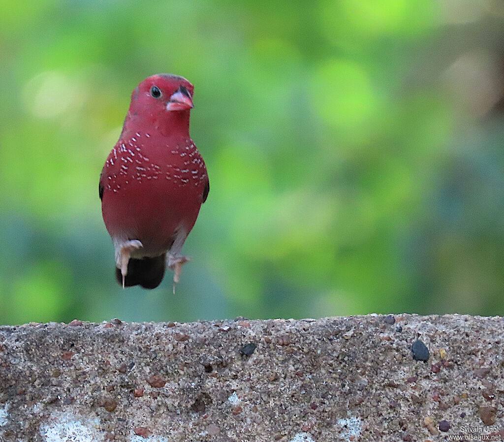 Bar-breasted Firefinchadult