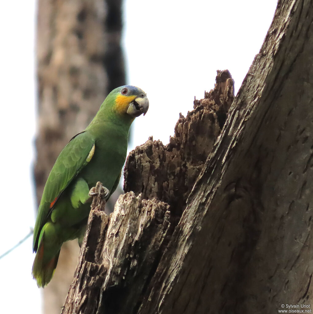 Amazone aourouadulte