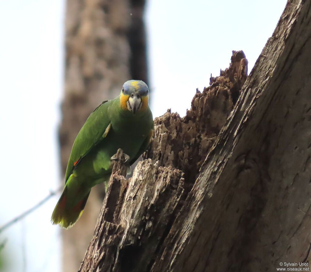 Amazone aourouadulte