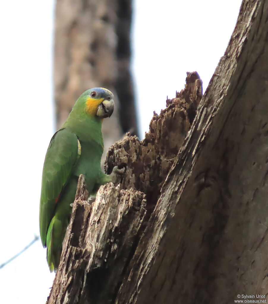 Amazone aourouadulte