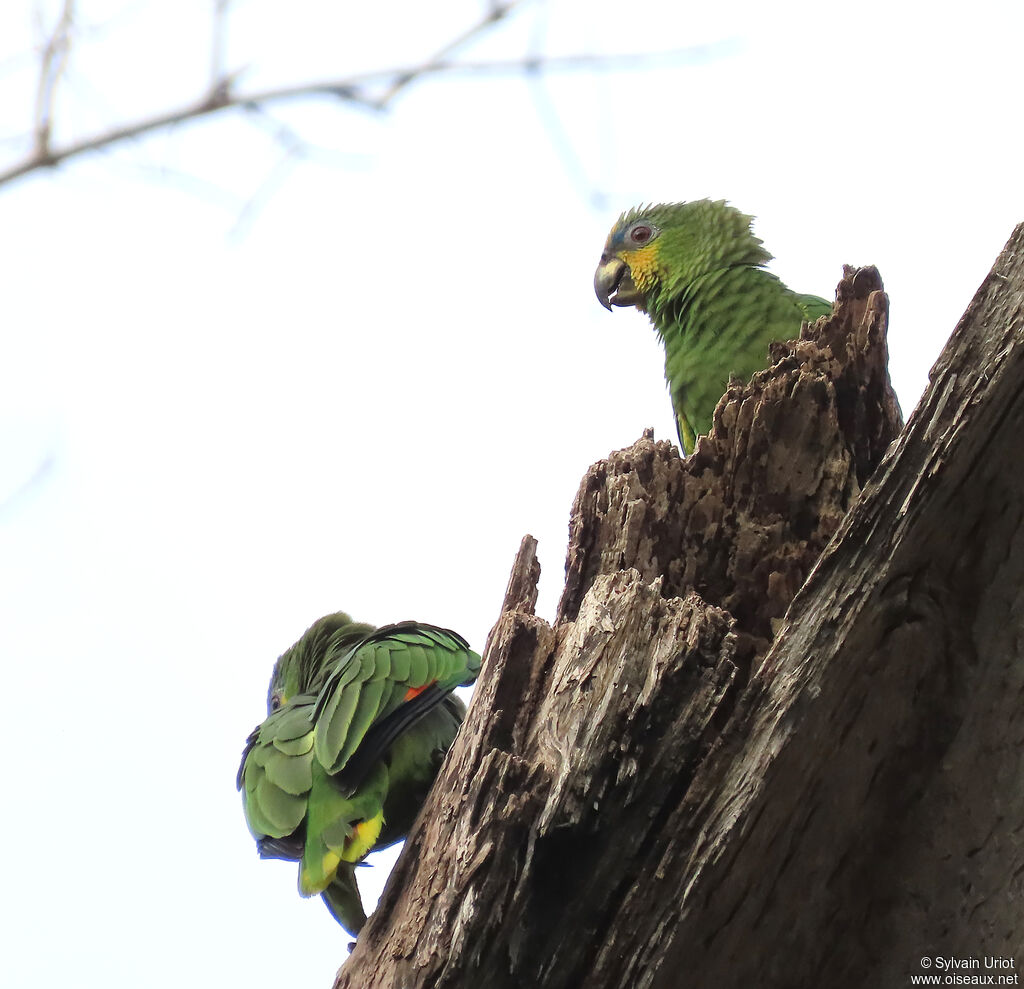 Amazone aourouadulte