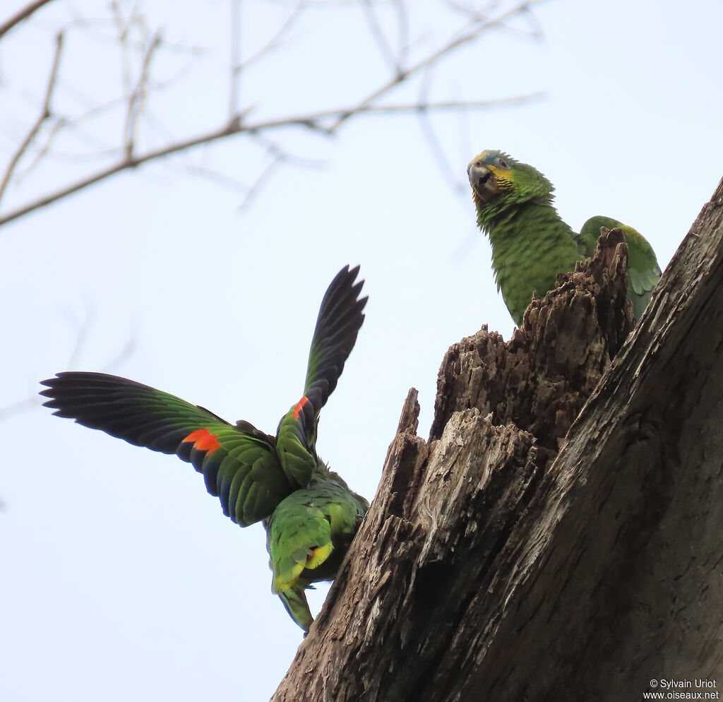 Amazone aourouadulte