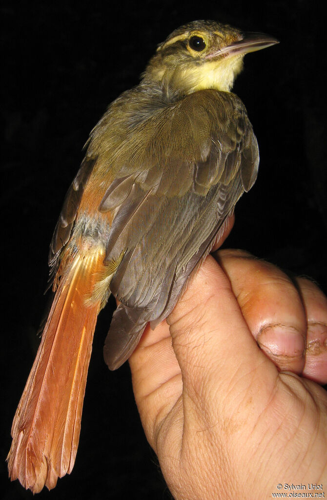 Anabate à croupion roux