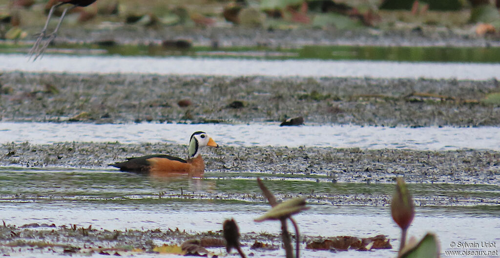 African Pygmy Goose male adult