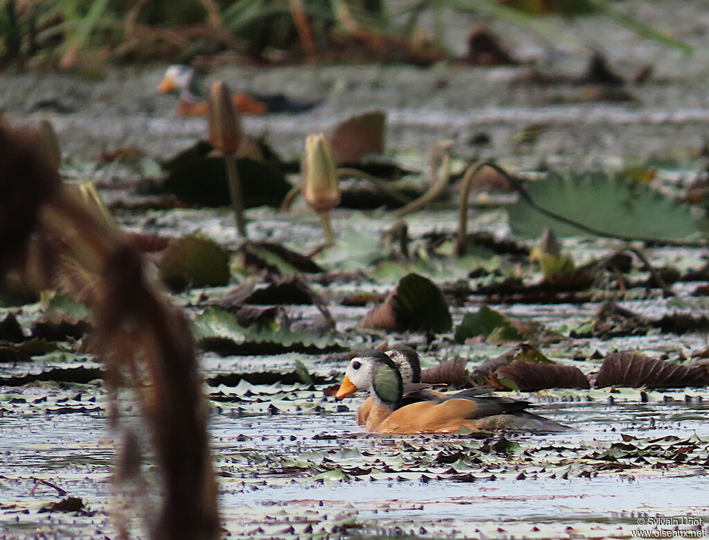 African Pygmy Gooseadult