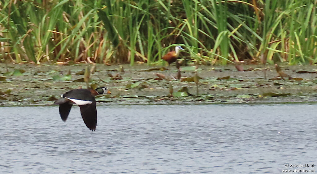African Pygmy Goose male adult