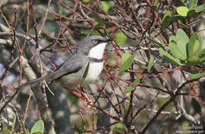 Bar-throated Apalisadult