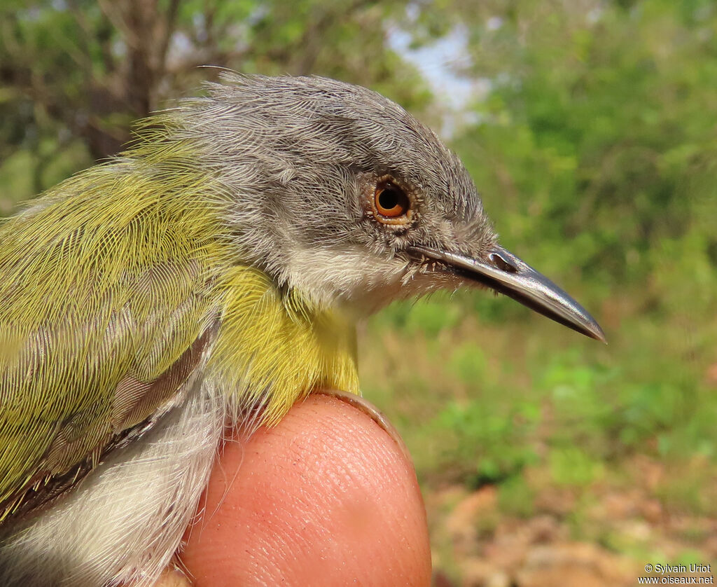 Yellow-breasted Apalisadult