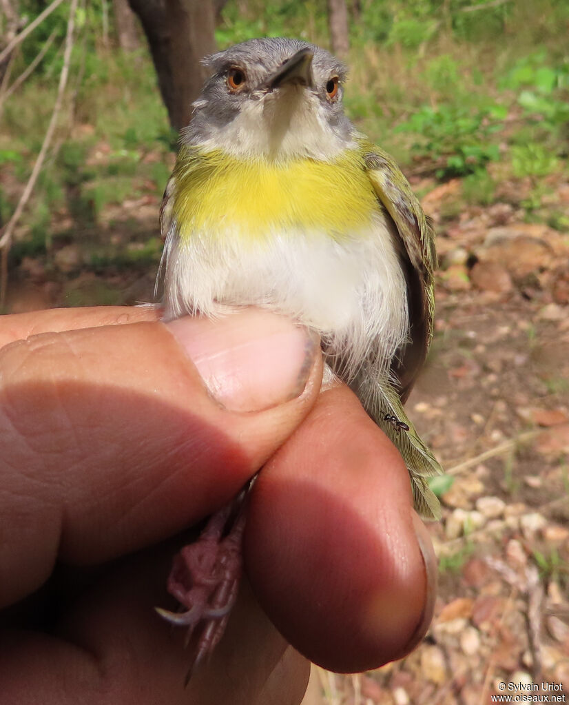 Yellow-breasted Apalisadult