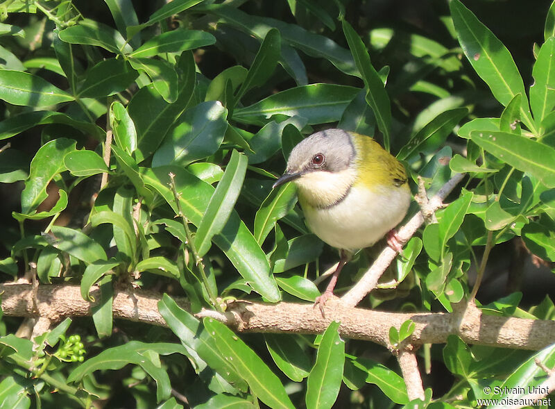 Apalis de Ruddadulte