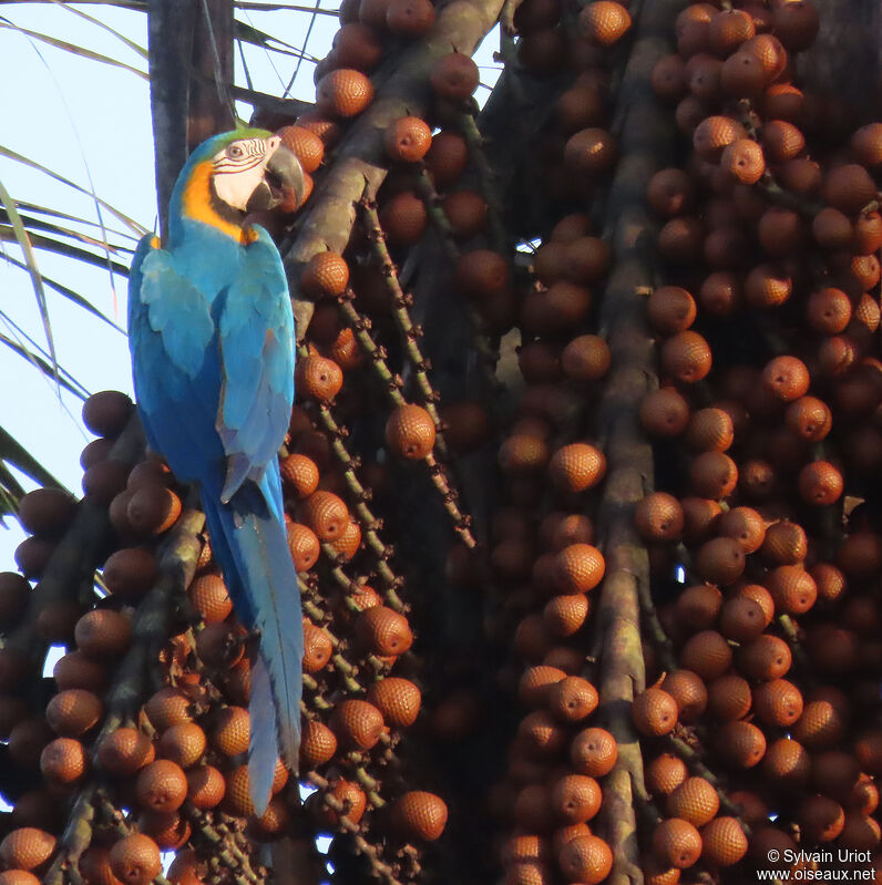 Blue-and-yellow Macawadult