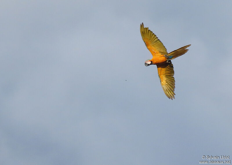 Blue-and-yellow Macawadult