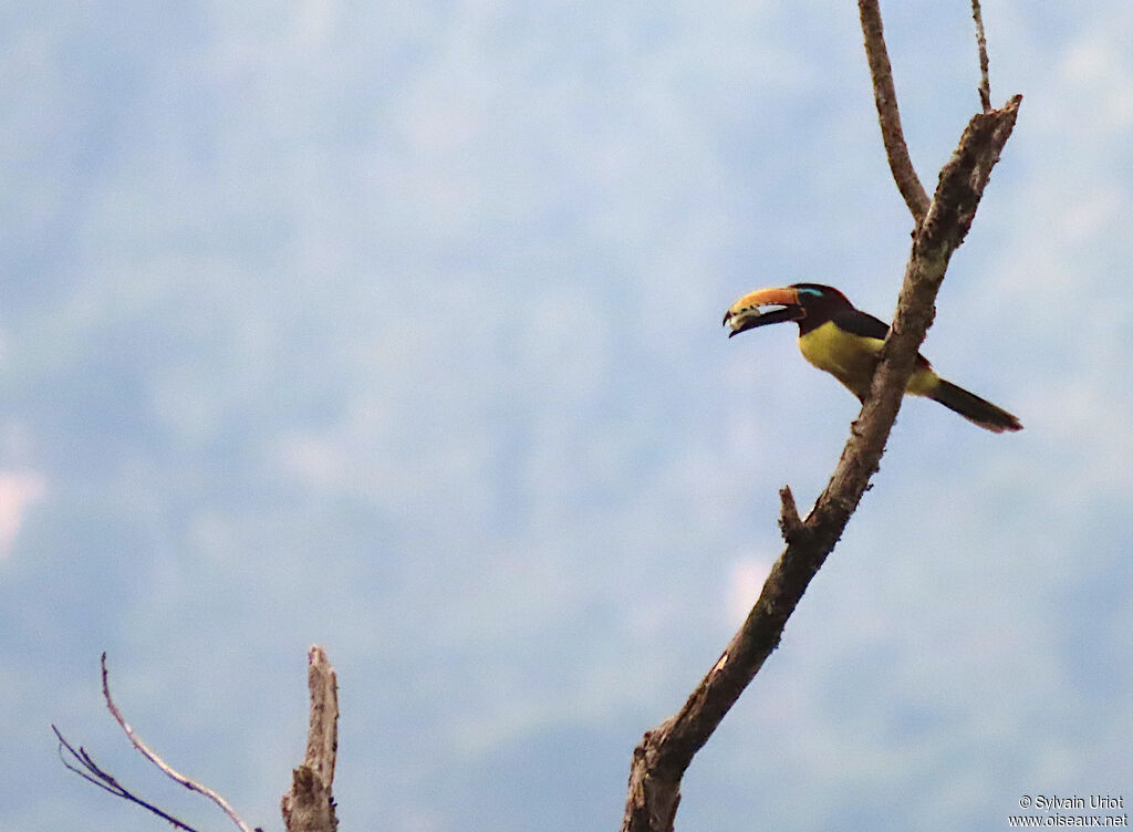 Araçari marqué