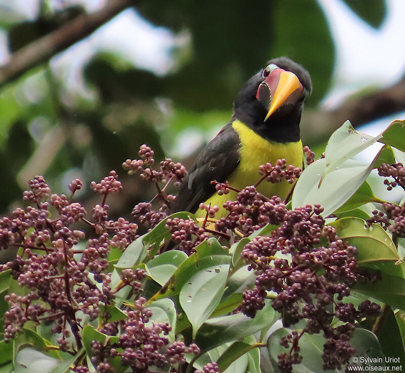 Green Aracari male adult