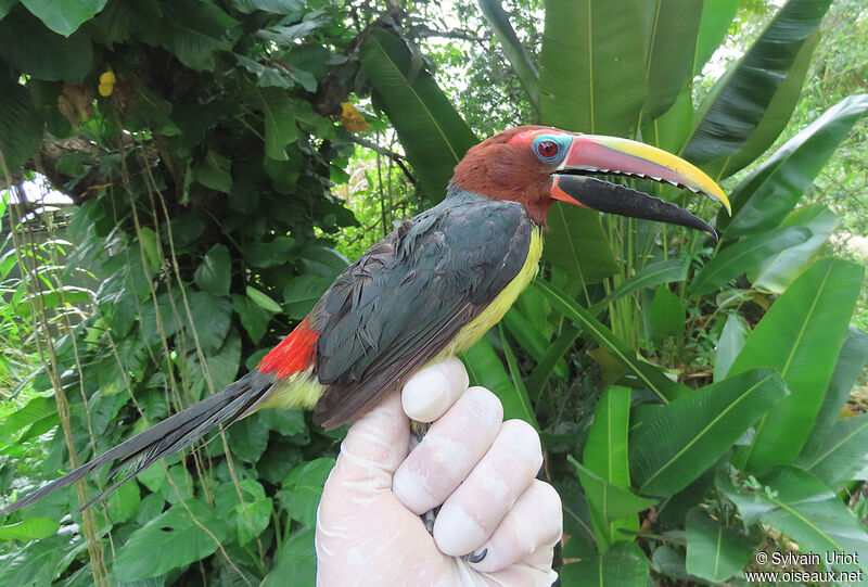 Green Aracari female adult