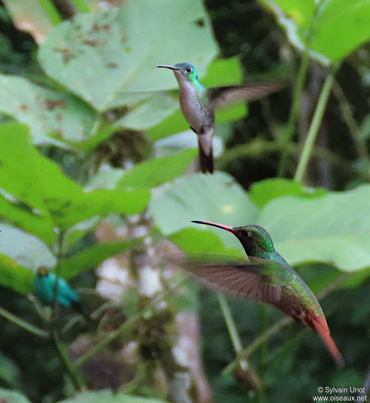 Rufous-tailed Hummingbird