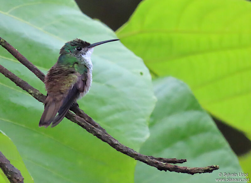 Andean Emerald