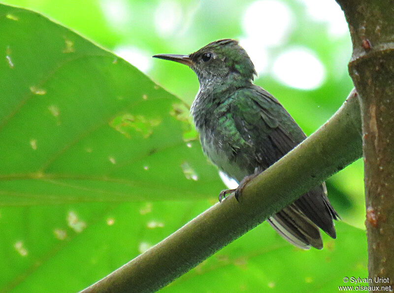 Glittering-throated Emeraldjuvenile