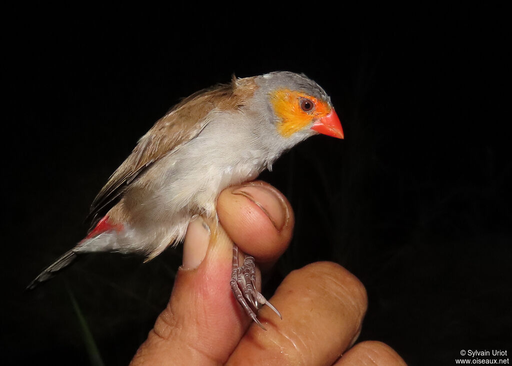 Orange-cheeked Waxbilladult