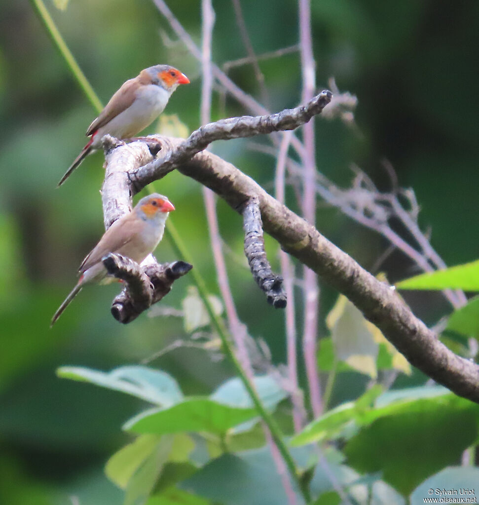 Orange-cheeked Waxbilladult