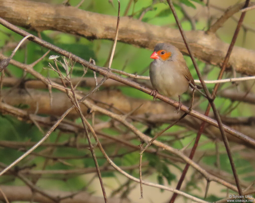 Orange-cheeked Waxbilladult