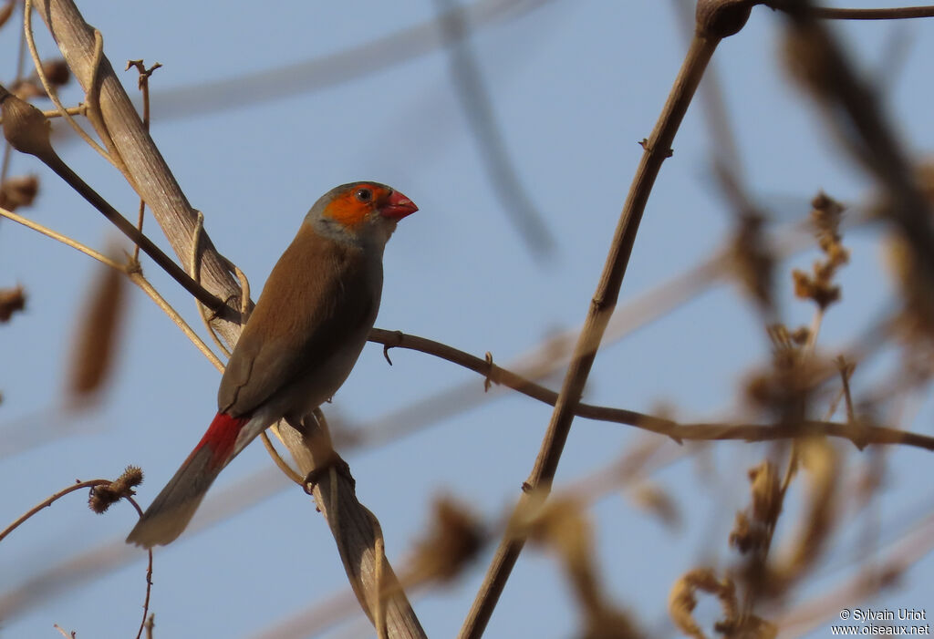 Orange-cheeked Waxbilladult
